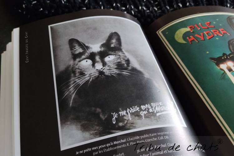A découvrir/Livres/Les 100 plus belles images du chat/les-100-plus-belles-images-du-chat-page-blog-chat-tribu-de-chats