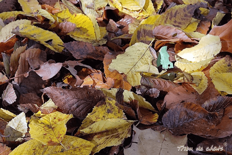automne_saison_de_métamorphose_blog_hygge_chat_tribu_de_chats