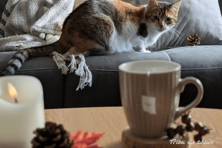automne_hygge_blog_hygge_chat_tribu_de_chats