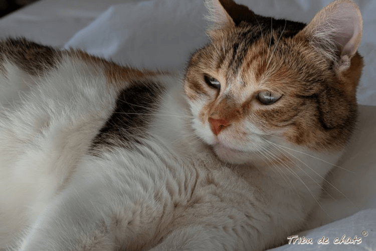 automne_hygge_des_chats_blog_hygge_chat_tribu_de_chats