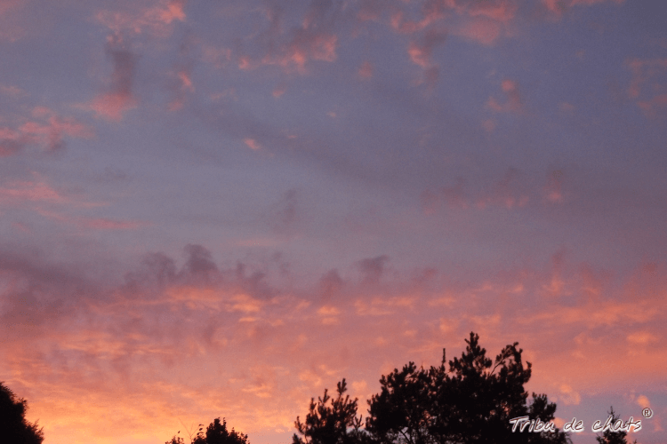 automne_saison_de_métamorphose_blog_hygge_chat_tribu_de_chats