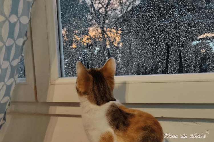 maison_automnale_hygge_chat_blog_hygge_chat_tribu_de_chats
