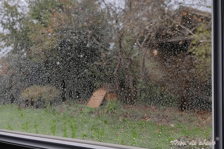 cherir_l_automne_blog_hygge_chat_tribu_de_chats