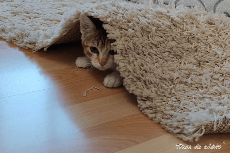 diy_automnal_hygge_chat_blog_hygge_chat_tribu_de_chats