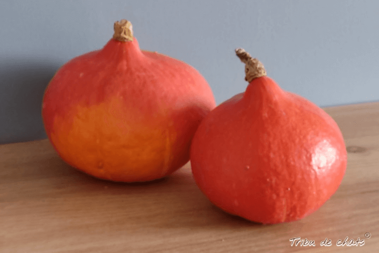 cuisine_automnale_hygge_blog_hygge_chat_tribu_de_chats