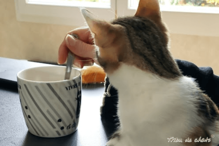 cuisine_automnale_hygge_chat_blog_hygge_chat_tribu_de_chats