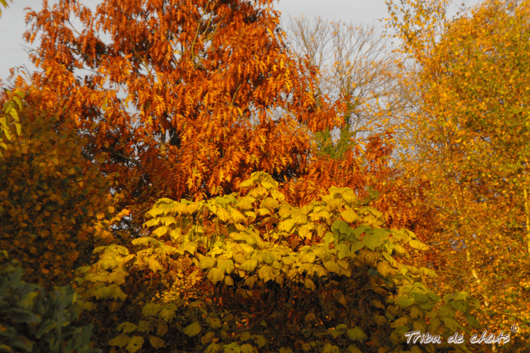automne_saison_de_métamorphose_blog_hygge_chat_tribu_de_chats