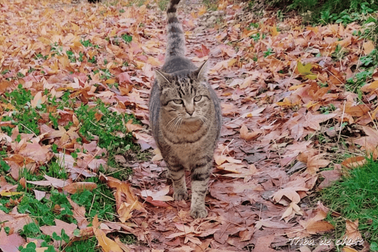 nature_automnale_hygge_chat_blog_hygge_chat_tribu_de_chats