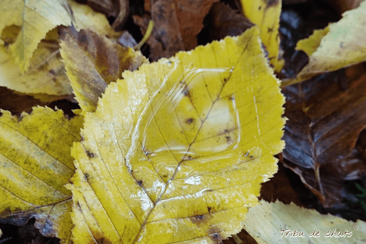 automne_saison_de_métamorphose_blog_hygge_chat_tribu_de_chats