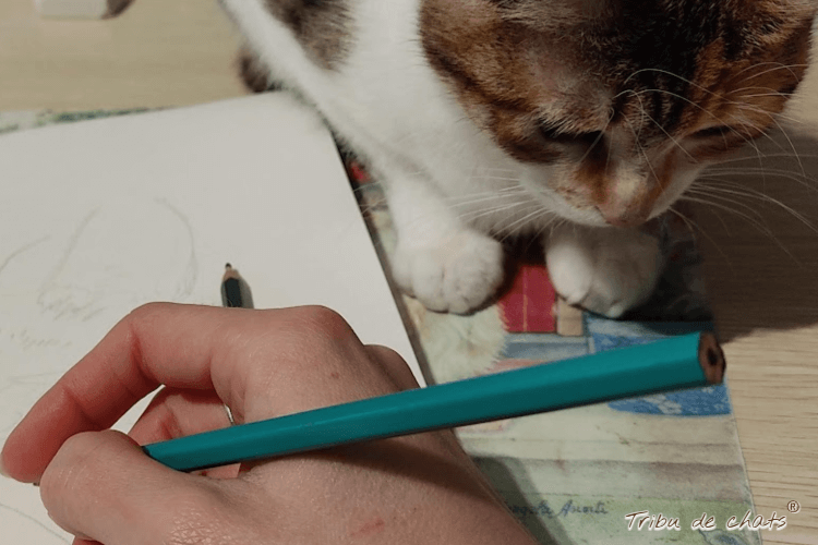 univers_hygge_tribu_de_chats_blog_hygge_chat_tribu_de_chats