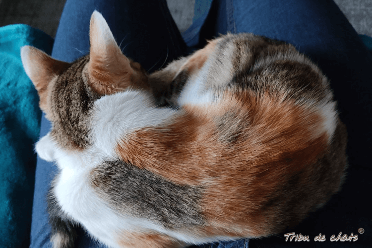 moments_partages_automne_hygge_chat_blog_hygge_chat_tribu_de_chats