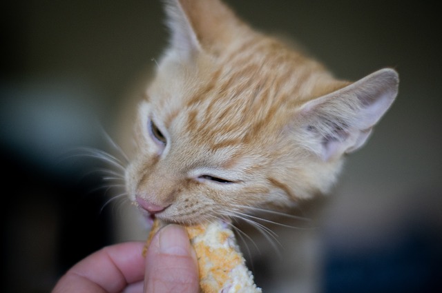 Attention aux aliments toxiques pour les chats!