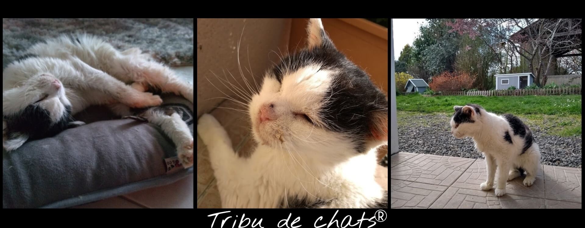 Joséphine,_vieux_chat_va_mieux_et_profite_de_la_vie