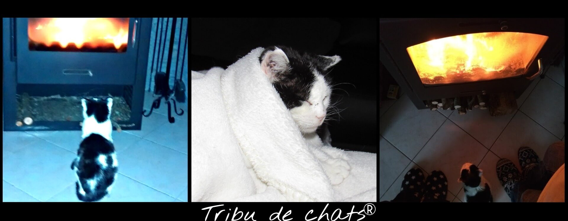 Joséphine_de_l_Tribu_de_chats_se_réchauffe_sous_un_plaid_ou_devant_le_feu