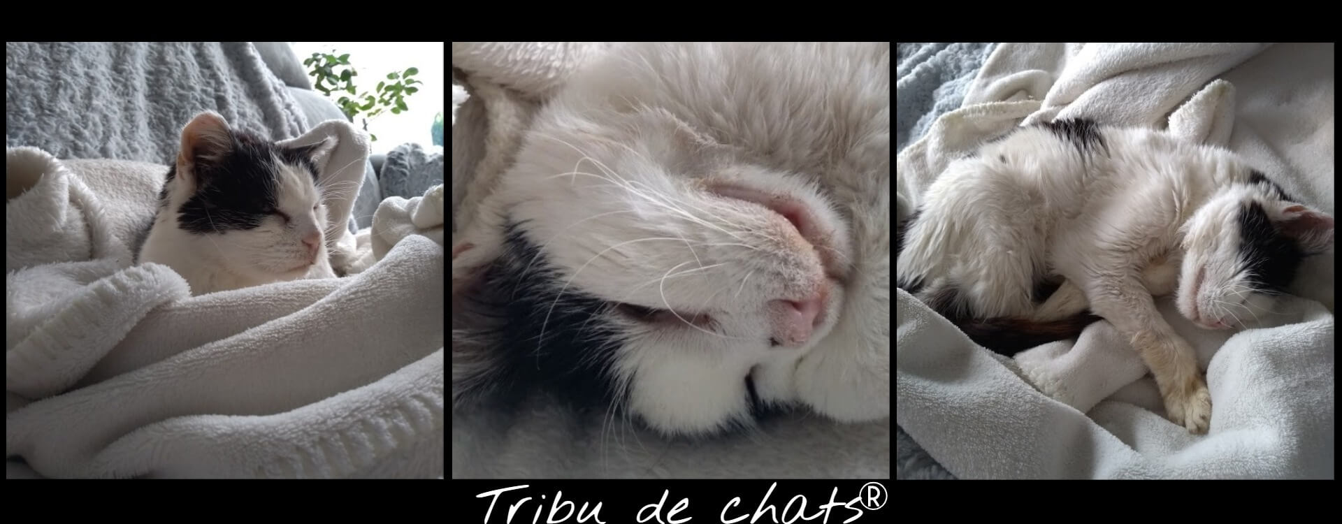 Joséphine_de_la_Tribu_de_chat_dans_le_canapé