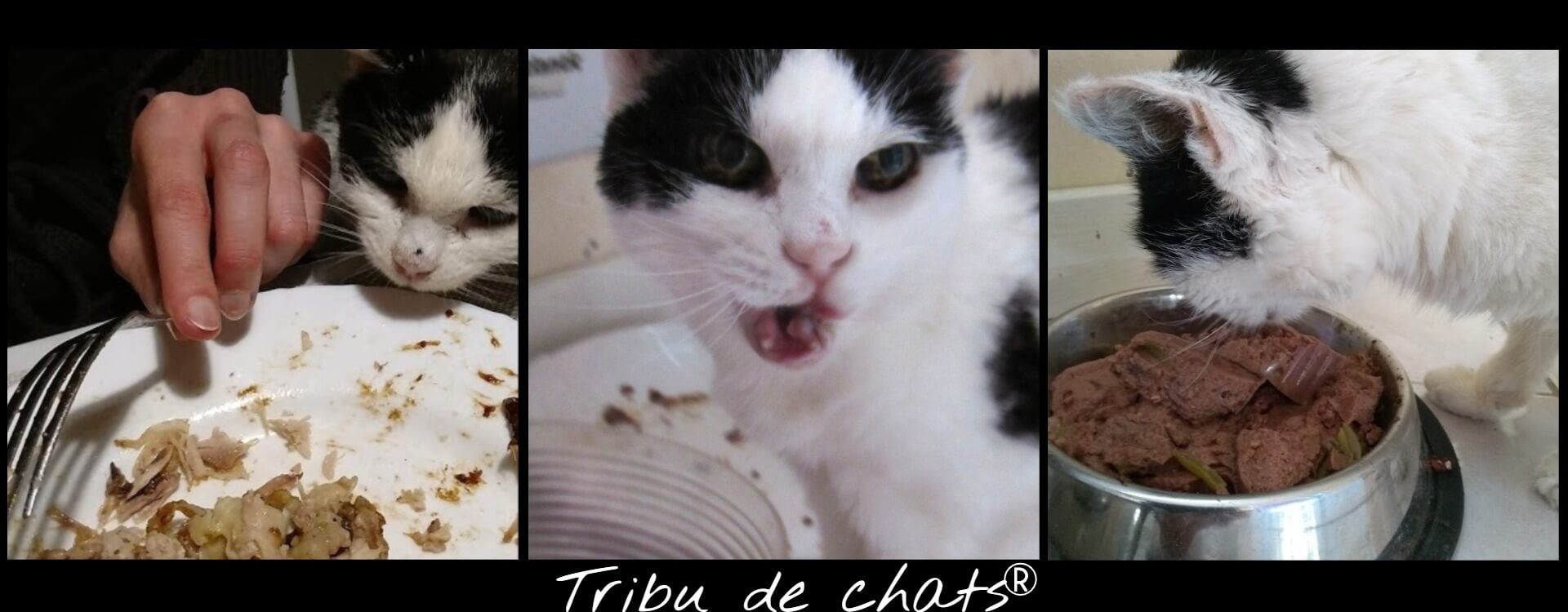Joséphine_de_la_Tribu_de_chats_gourmande