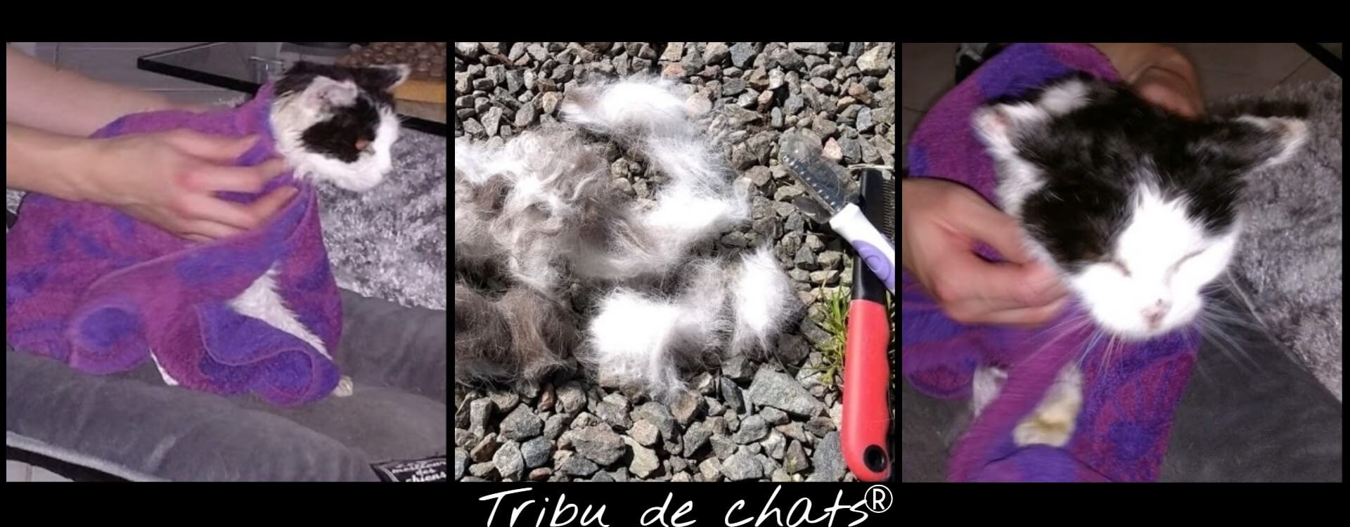 La_toilette_du_vieux_chat,_Joséphine_de_la_Tribu_de_chats