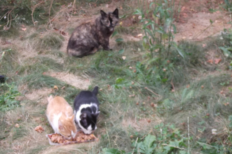 Deuxième portée de chatons dans le jardin