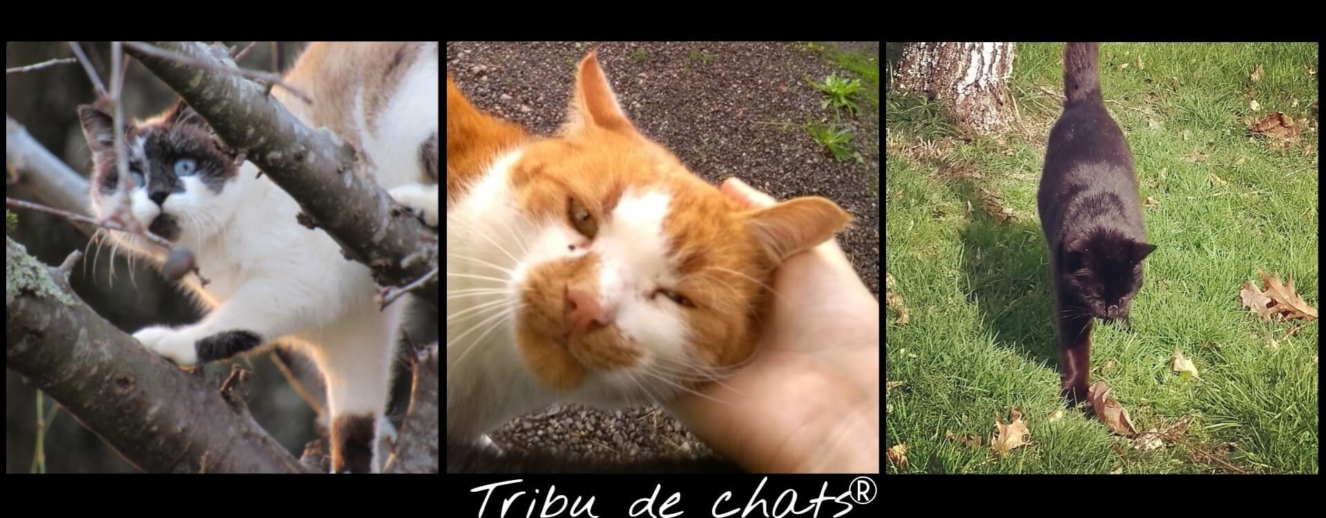 Les_bons_moments_de_la_Tribu_de_chats,_dans_les_arbres,_câlins,_balade_au_jardin