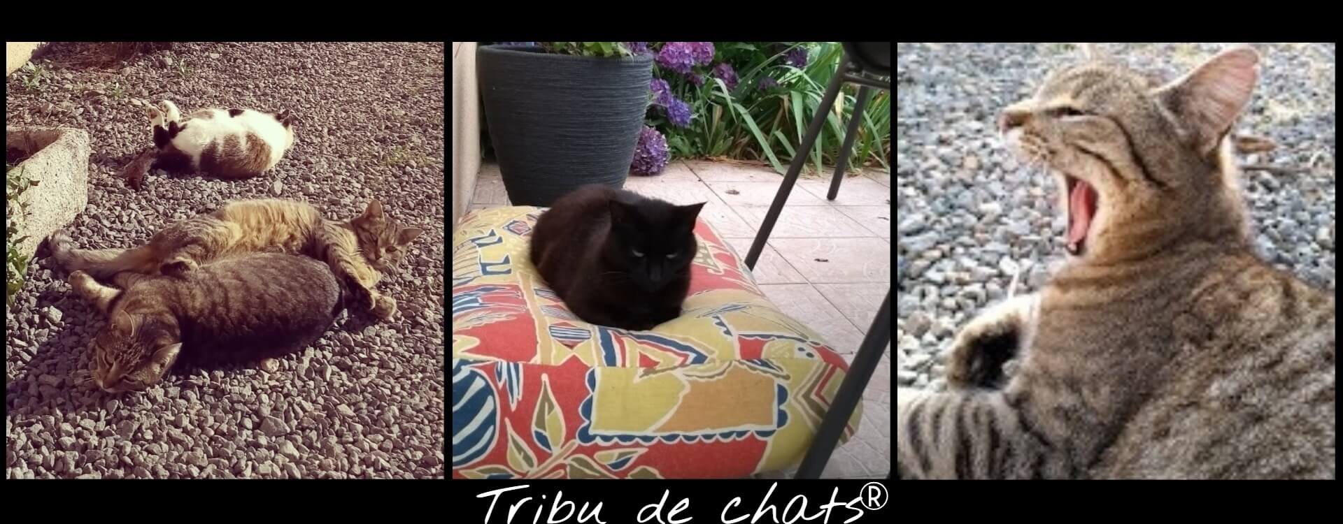 Les_chats_de_la_Tribu_qui_se_prélassent_au_soleil