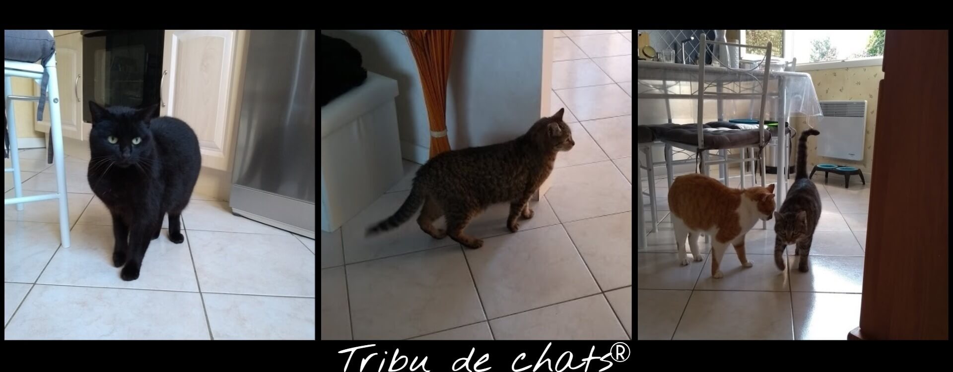 Les_chats_en_visite_de_la_maison