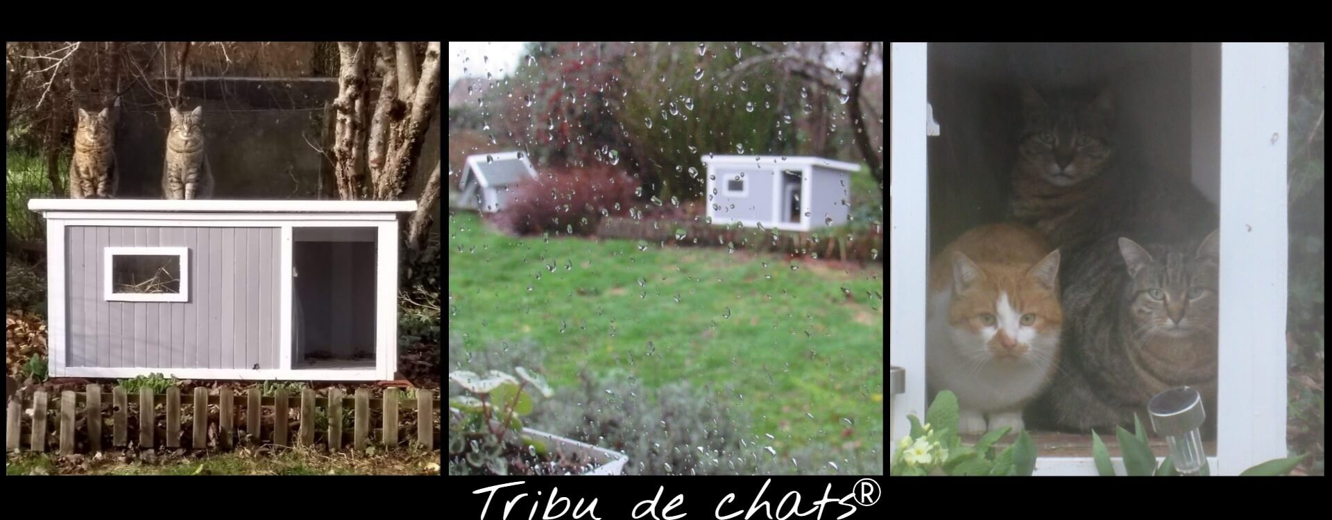 Les_chats_se_mettent_à_labri_dans_les_niches_par_mauvais_temps