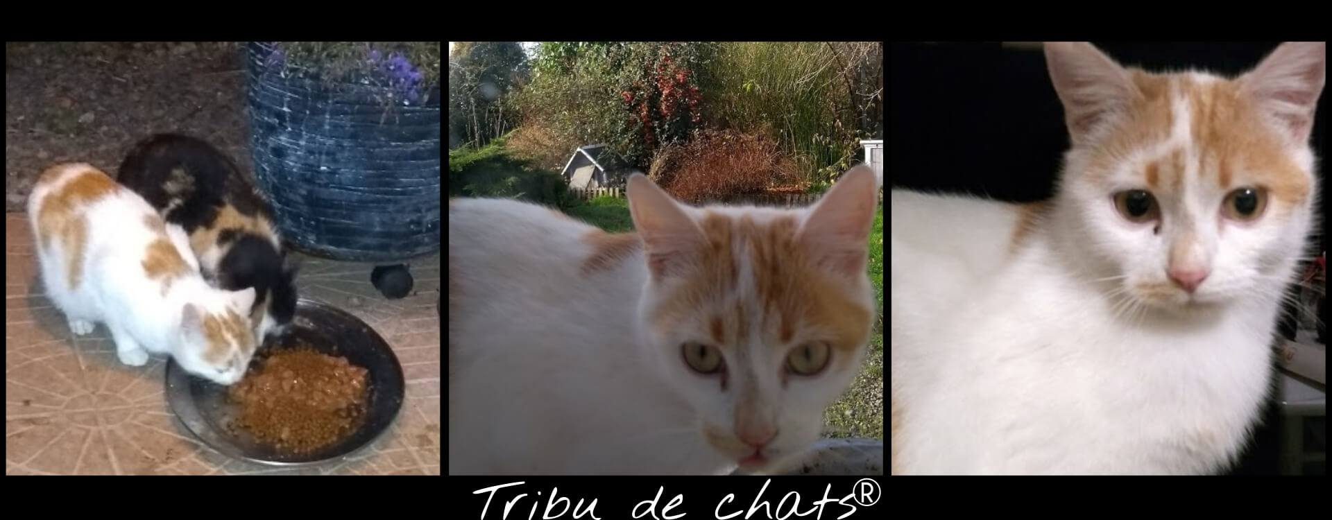 Les_nouveaux,_une_minette_et_son_chaton