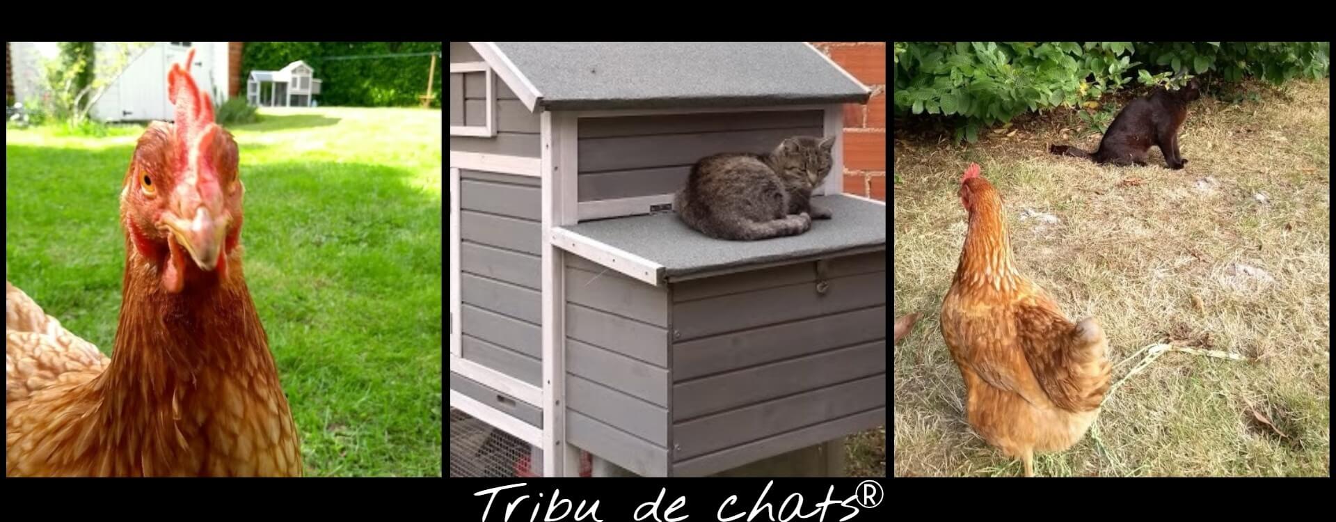 Les_poules_et_les_chats_chez_la_Tribu_de_chats