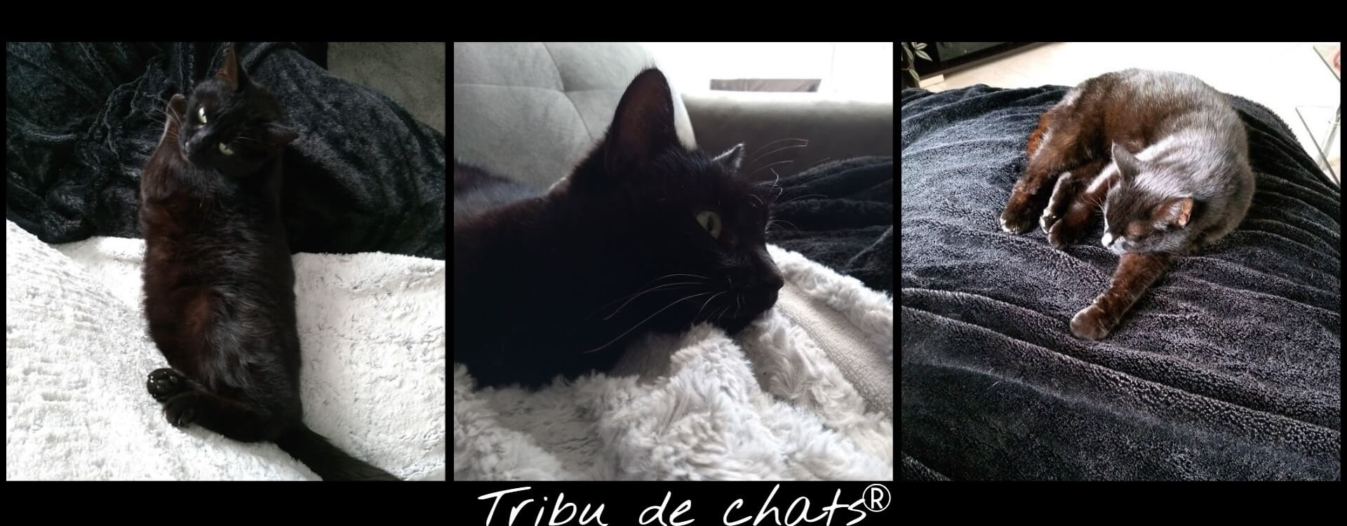 Panthère_de_la_Tribu_de_chats_sinstalle_et_devient_un_chat_de_maison