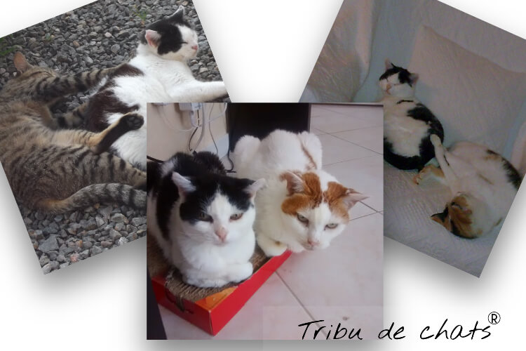 presentation-josephine-chat-noir-et-blanc-blog-chat-tribu-de-chats