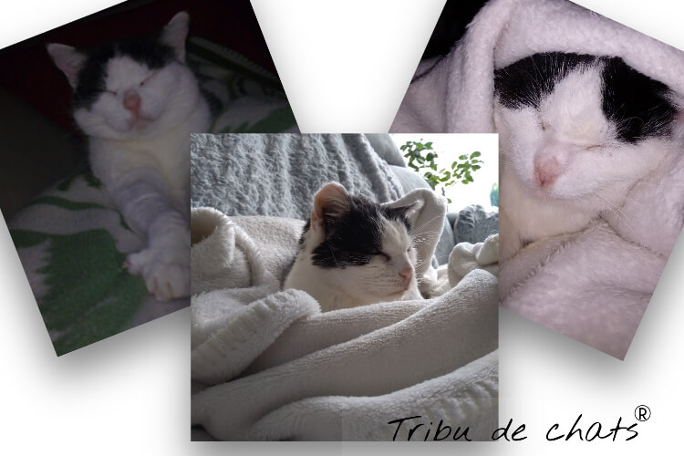 presentation-josephine-chat-noir-et-blanc-blog-chat-tribu-de-chats