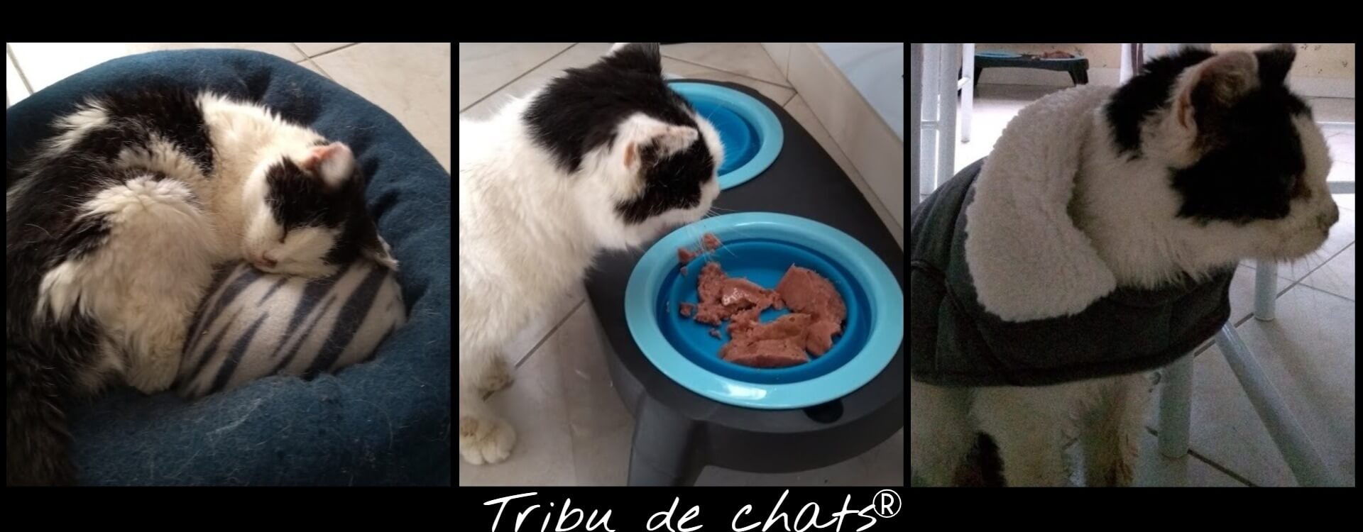 Tout_pour_le_confort_de_Joséphine,_vieux_chat_de_la_Tribu