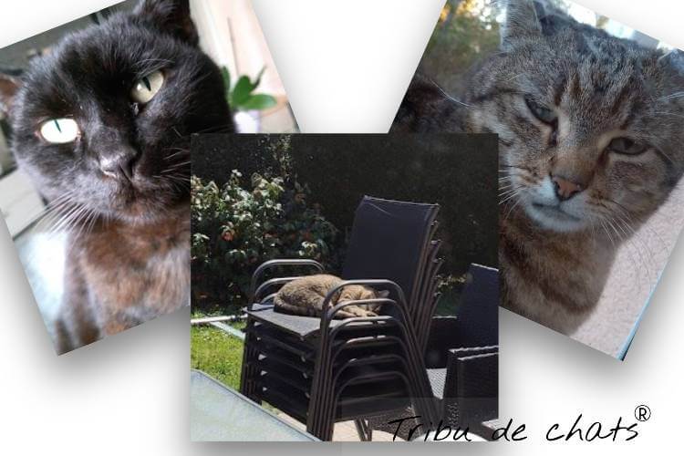 chats-pas-contents-vie-de-chat-blog-chat-tribu-de-chats
