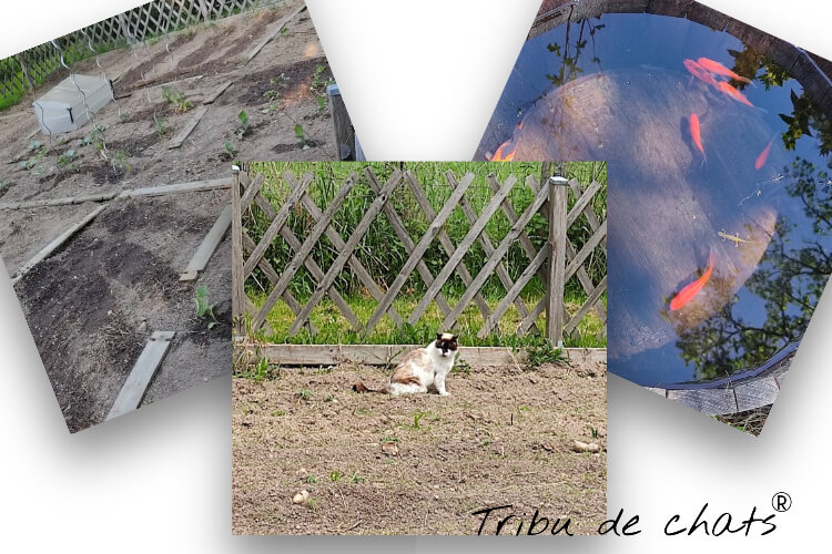 jardinage-vie-de-chat-blog-chat-tribu-de-chats