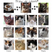 La vraie Tribu de chats