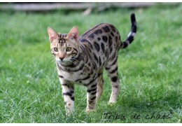 Le Bengal, un chat qui ressemble à un léopard!