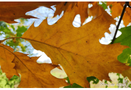 Hygge, chat et jolie papeterie : le trio parfait pour savourer la nature en automne Hygge, chat et jolie papeterie : le trio parfait pour savourer la nature en automne