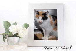 Portrait de Coco, une chatte tricolore, membre de la Tribu de chats