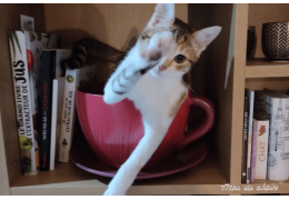 L’art d'apprécier les saveurs de l'automne avec le hygge, les chats et la papeterie L’art d'apprécier les saveurs de l'automne avec le hygge, les chats et la papeterie