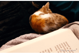 Embrasser la douceur de l'automne avec des loisirs relaxants, entre hygge, chat et papeterie Embrasser la douceur de l'automne avec des loisirs relaxants, entre hygge, chat et papeterie