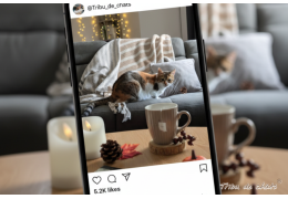 L'automne en douceur : 10 comptes de chats Instagram pour un supplément de Hygge